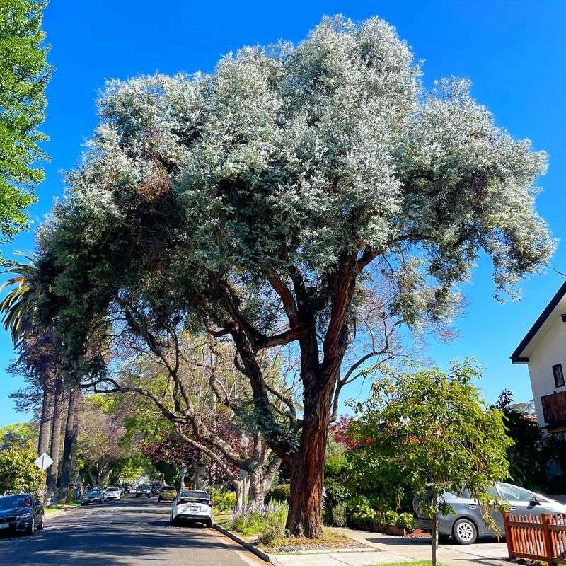 Favoring Non-Bee-Friendly Trees