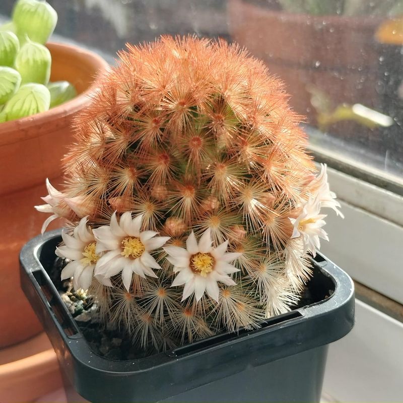 Feather Cactus