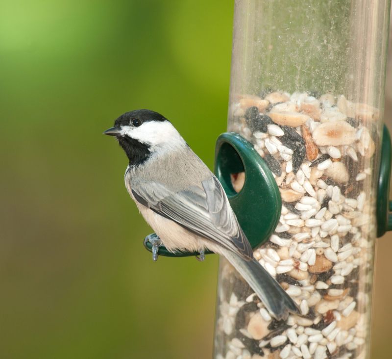 Feeding Stations