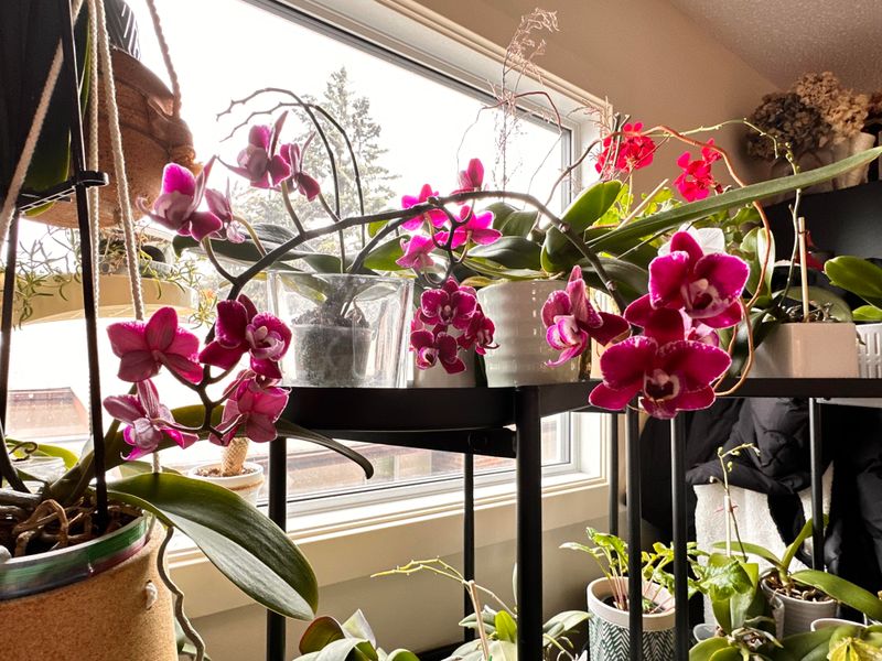 Feeding with Orchid Fertilizer