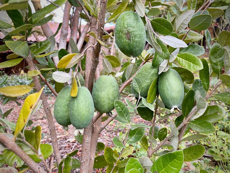 Feijoa