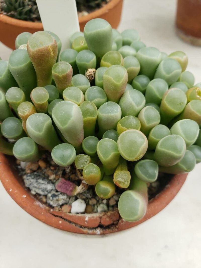 Fenestraria Rhopalophylla