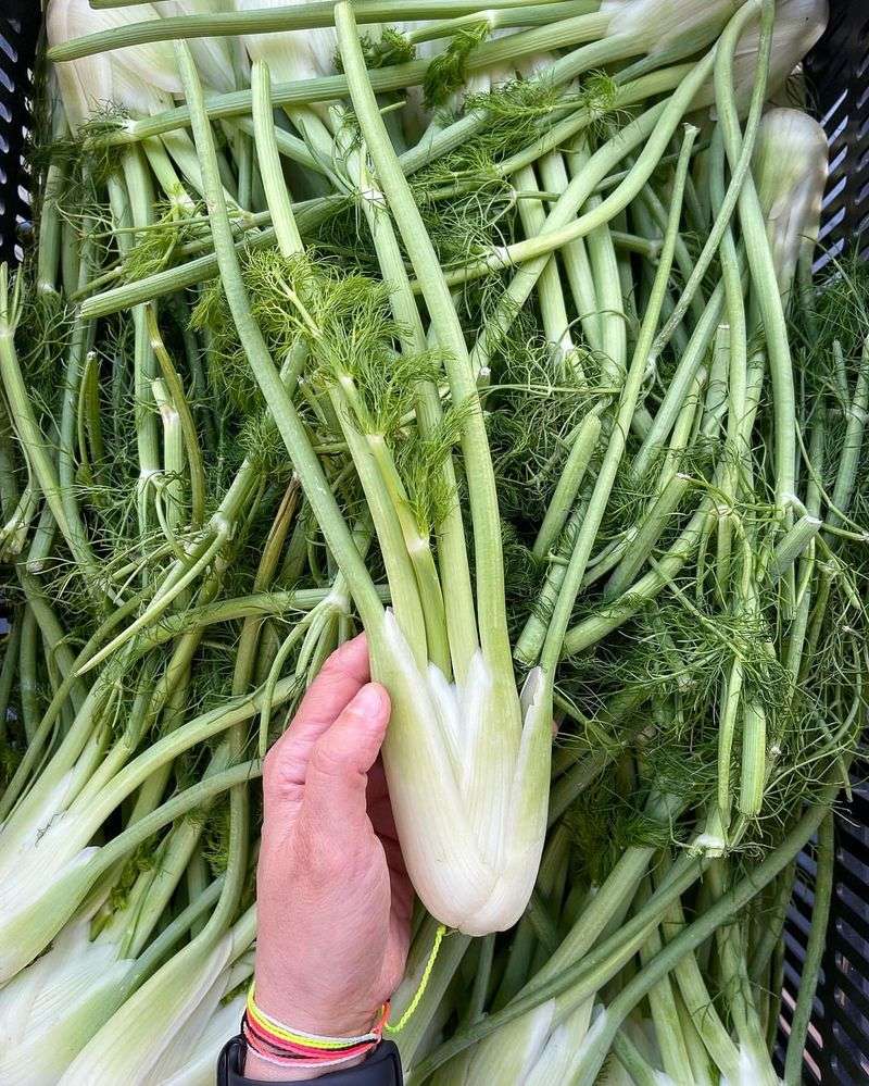 Fennel