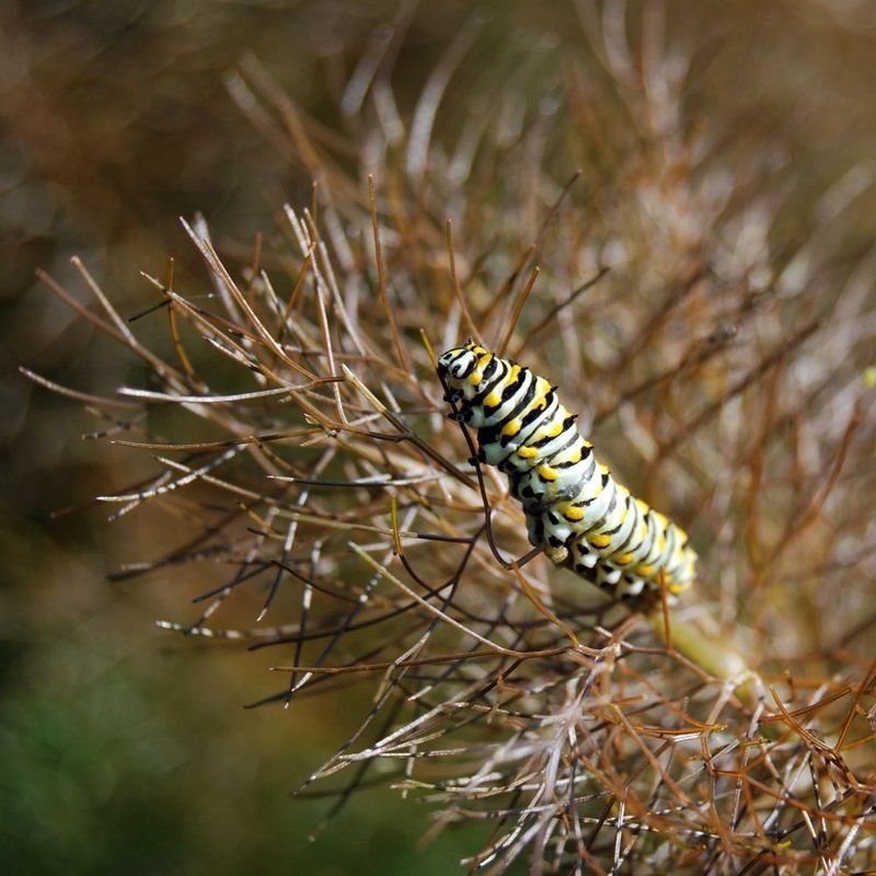 Fennel