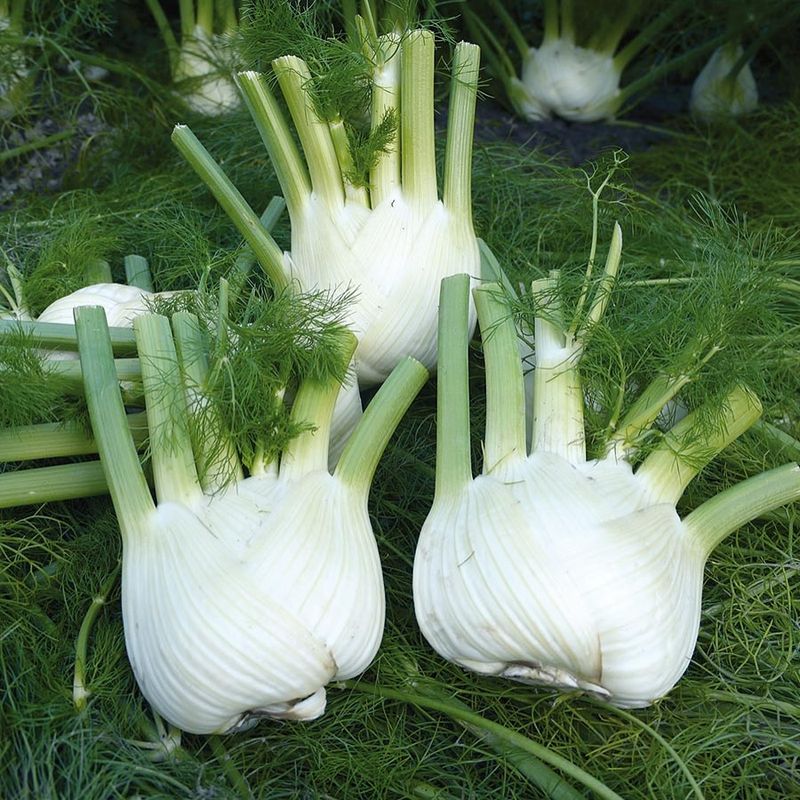 Fennel