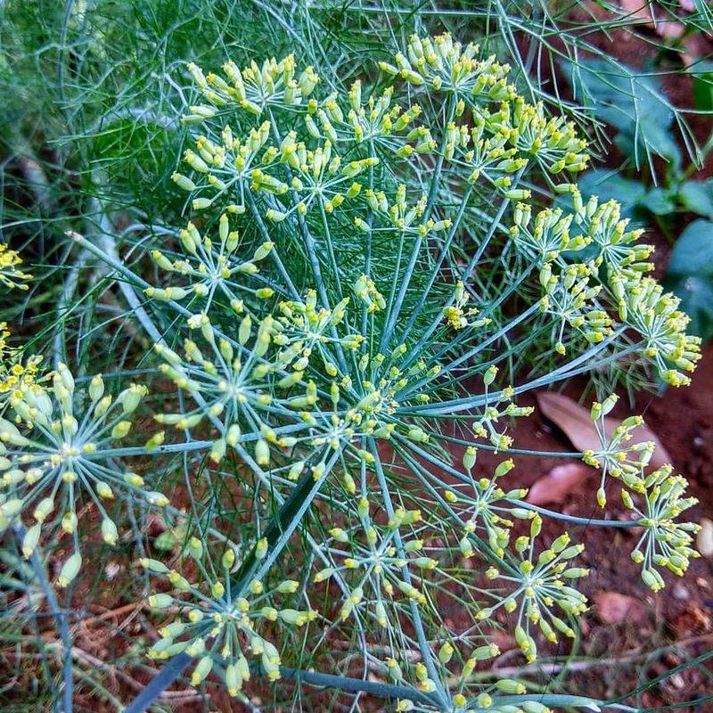 Fennel