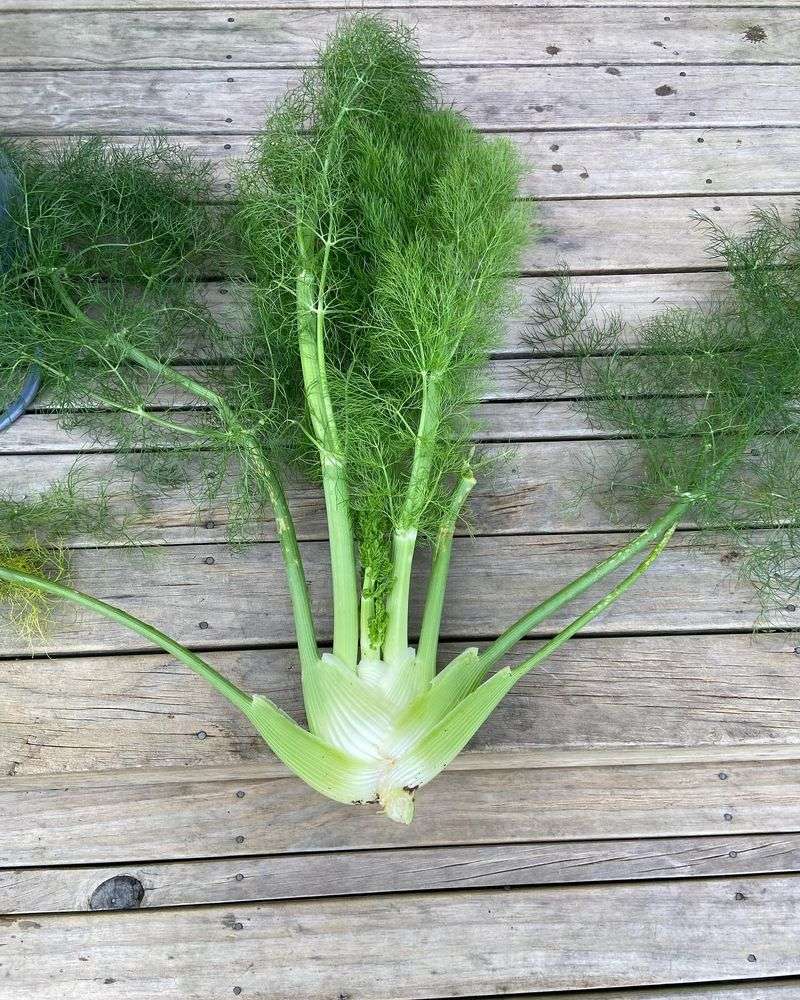 Fennel