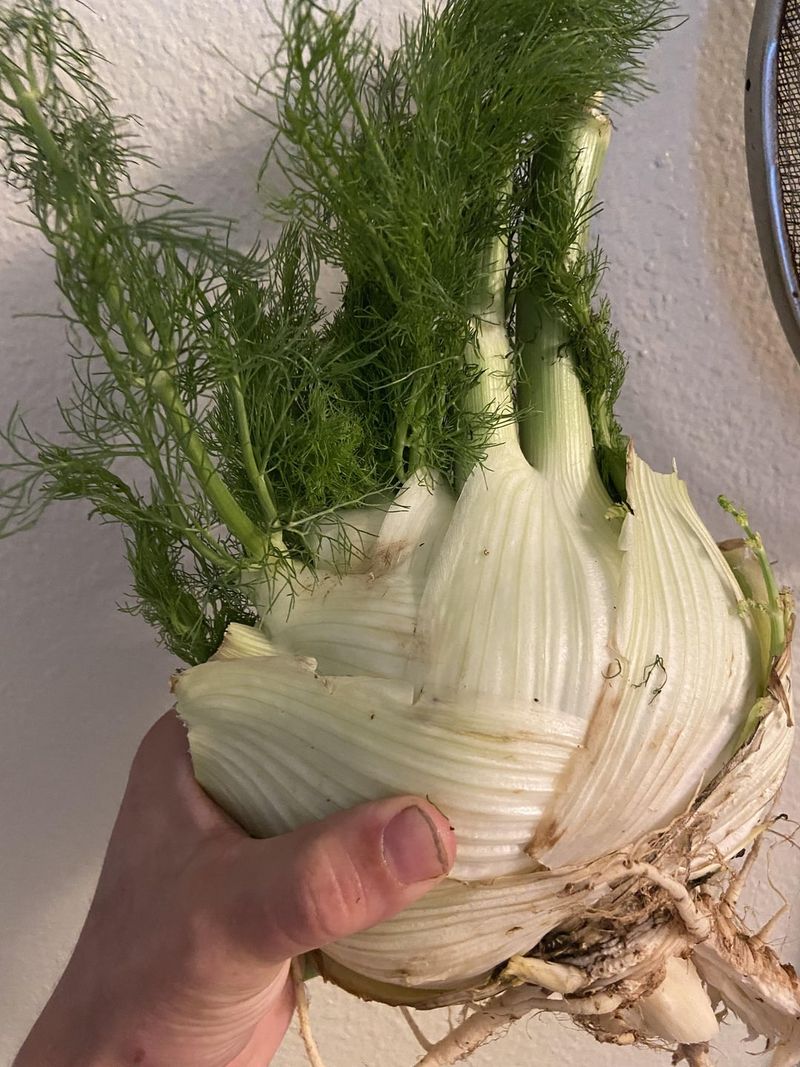 Fennel