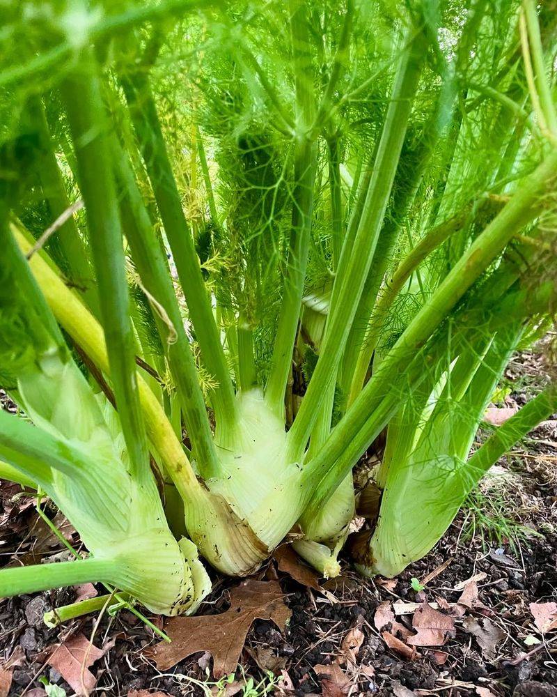 Fennel