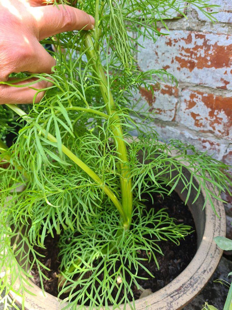 Fennel