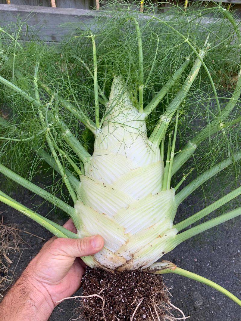 Fennel