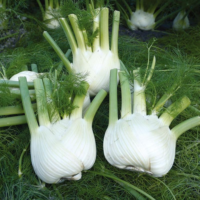 Fennel