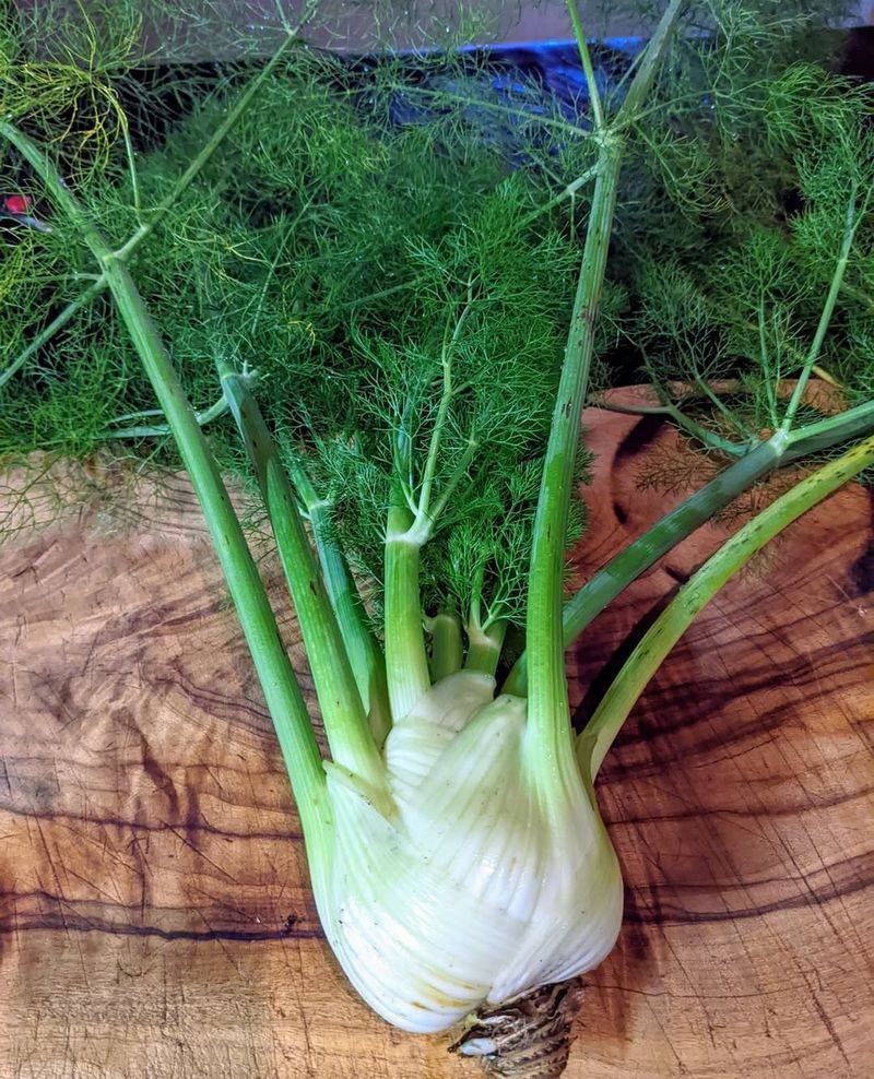 Fennel