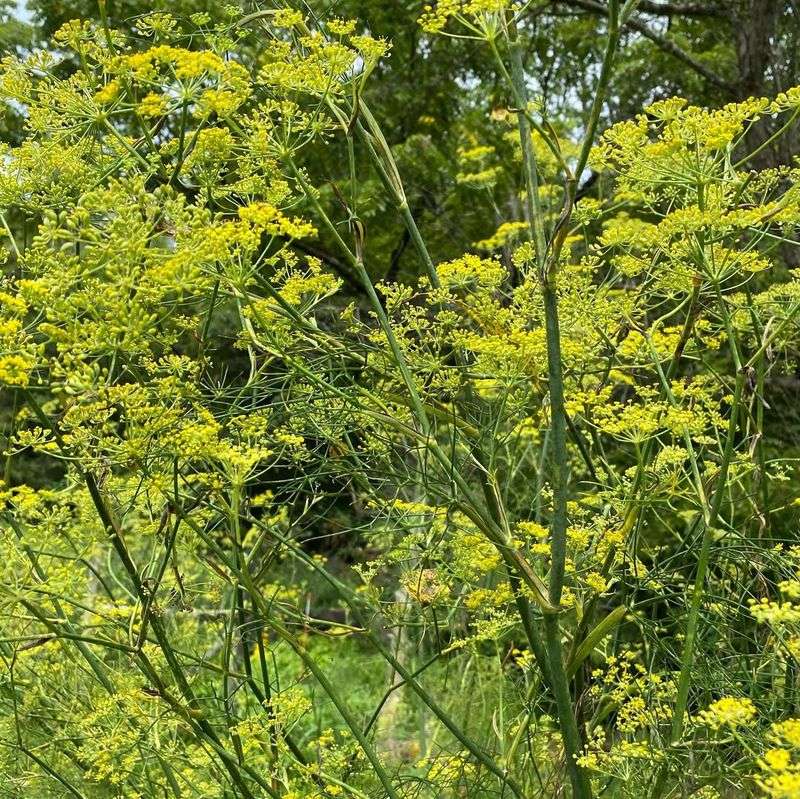 Fennel