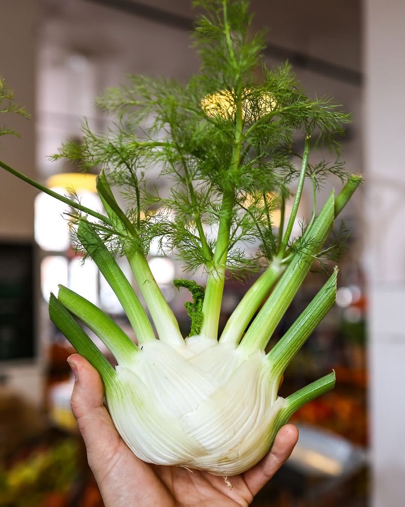 Fennel