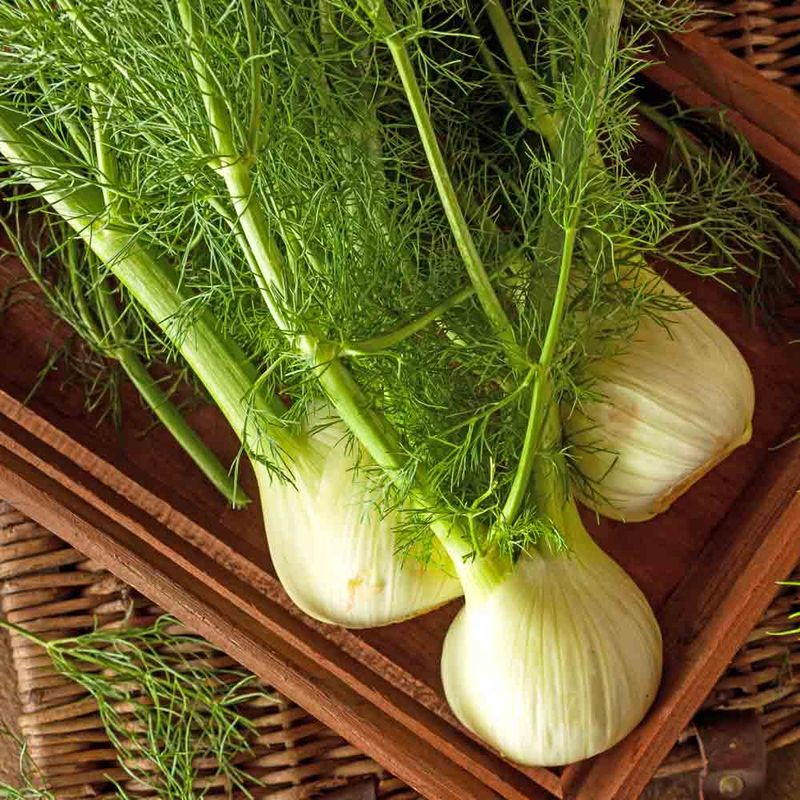 Fennel