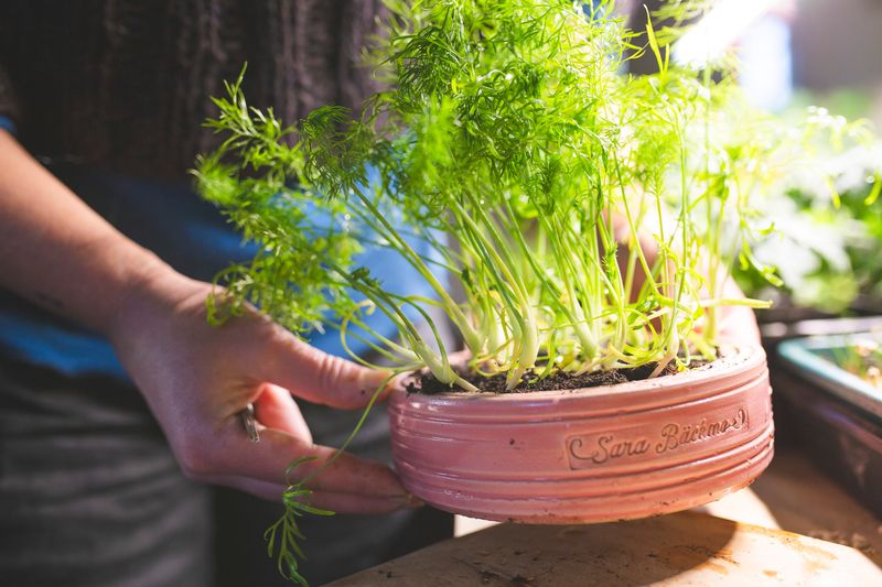 Fennel (Bulb Varieties)