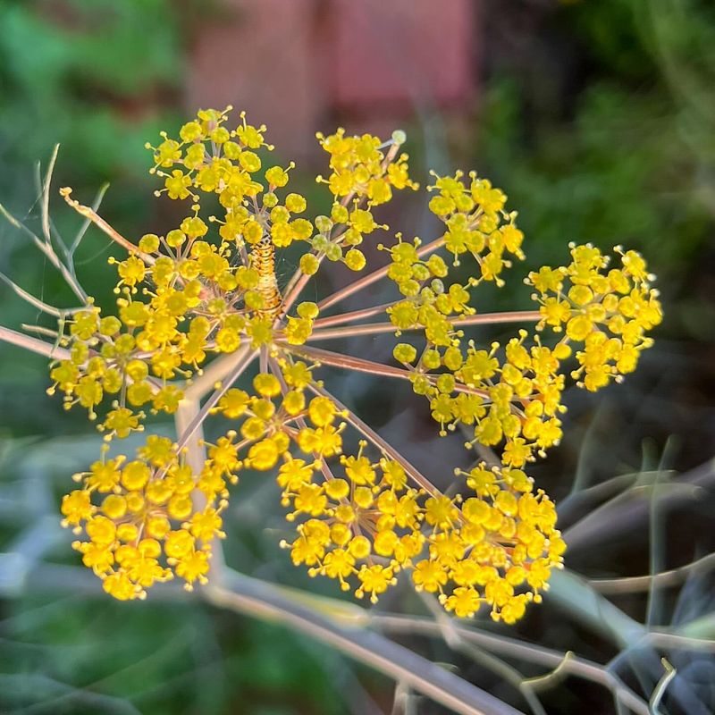 Fennel Fronds