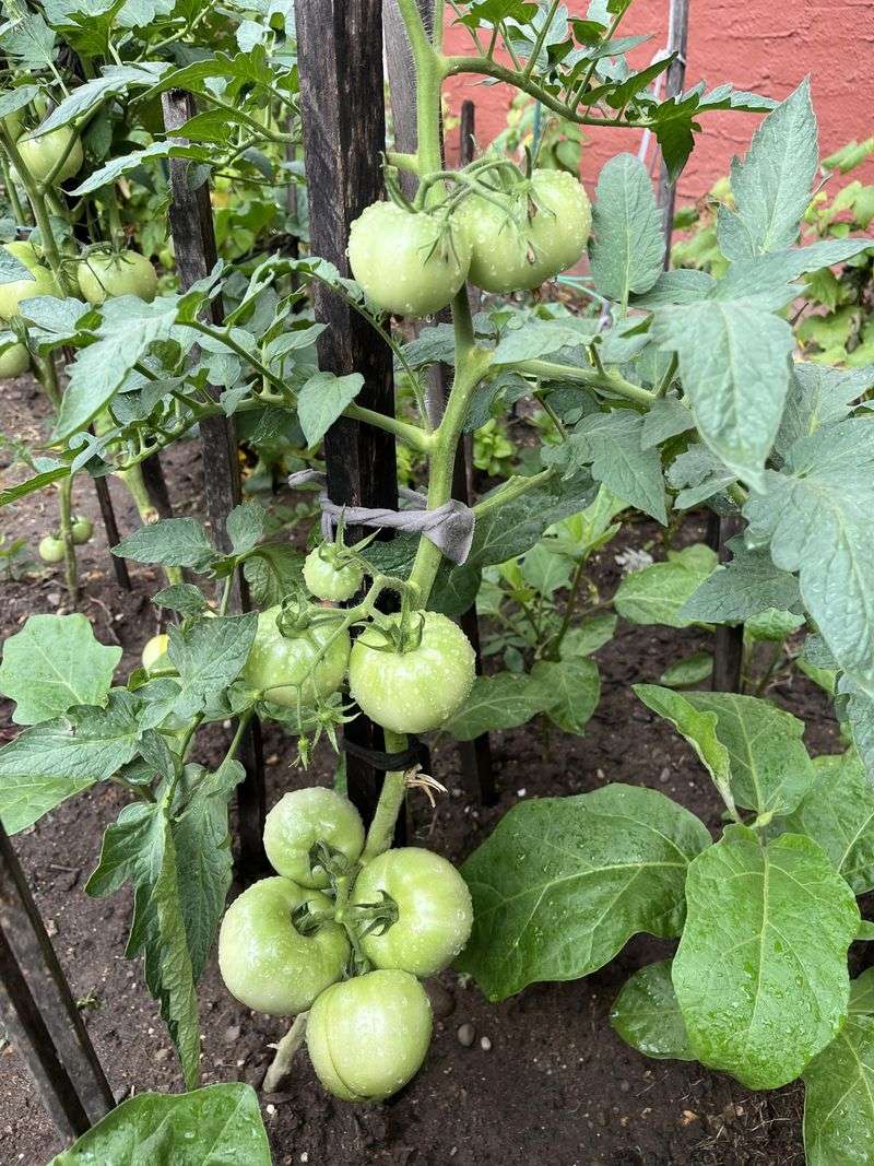 Fennel and Tomato