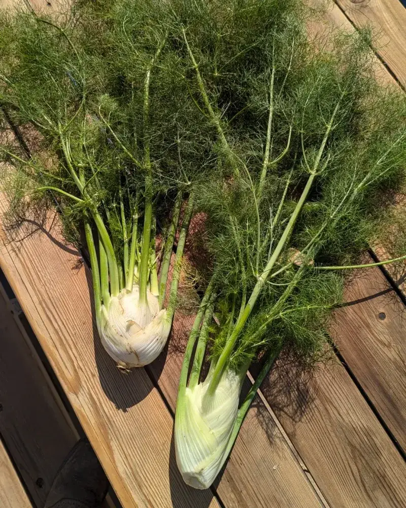 Fennel