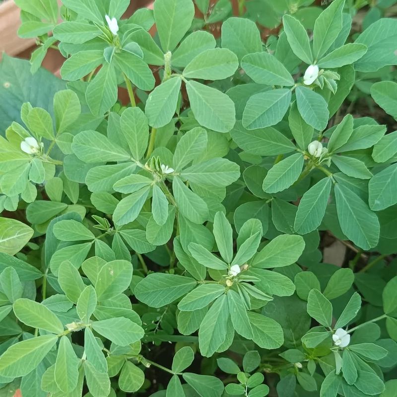 Fenugreek