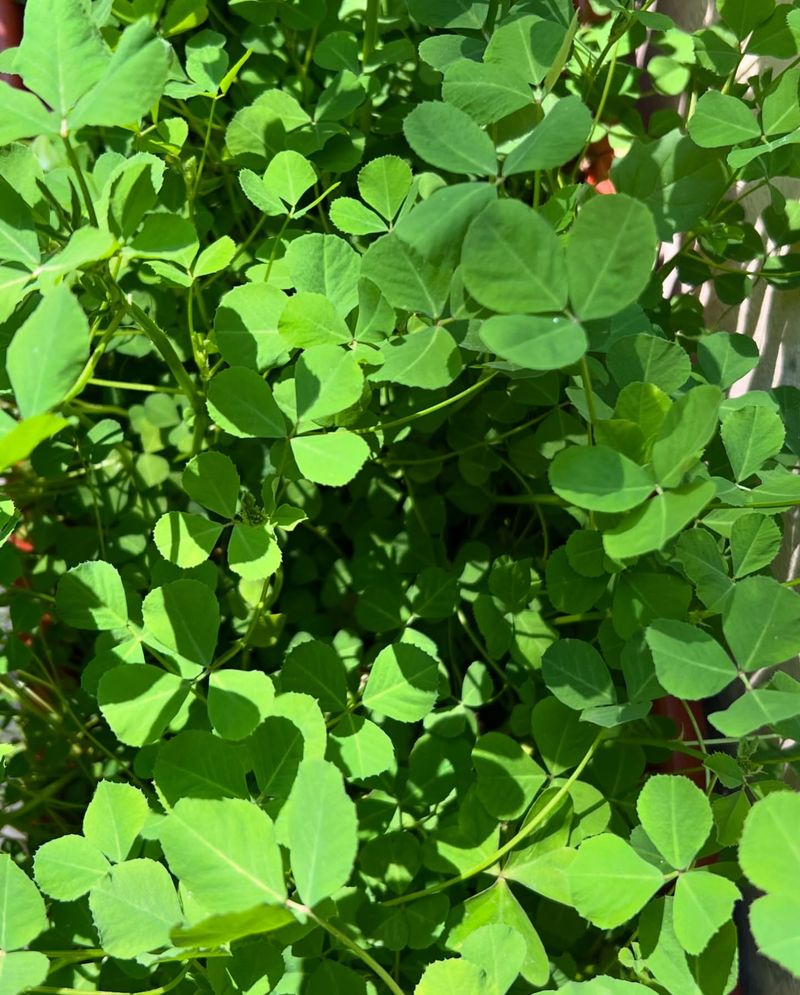 Fenugreek