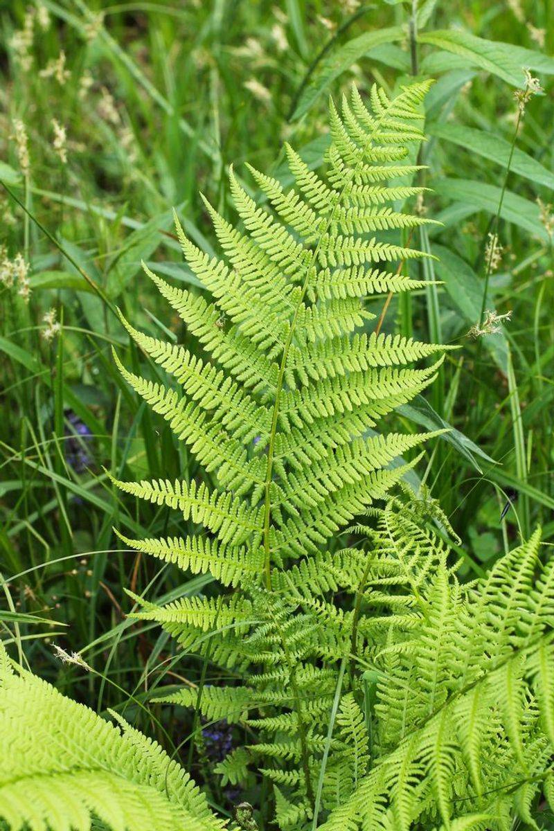 Fern