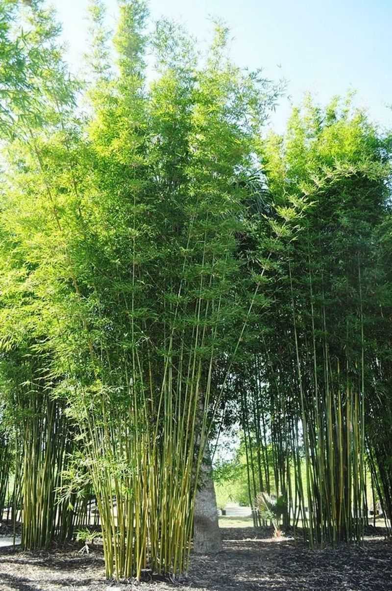 Fernleaf Bamboo