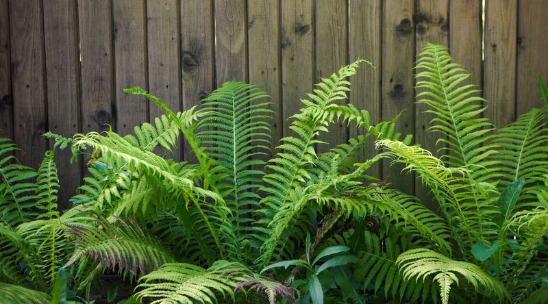 Ferns