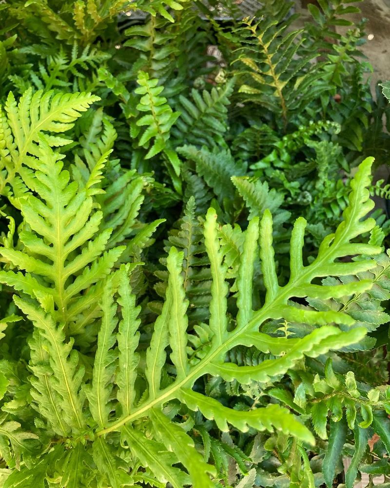 Ferns