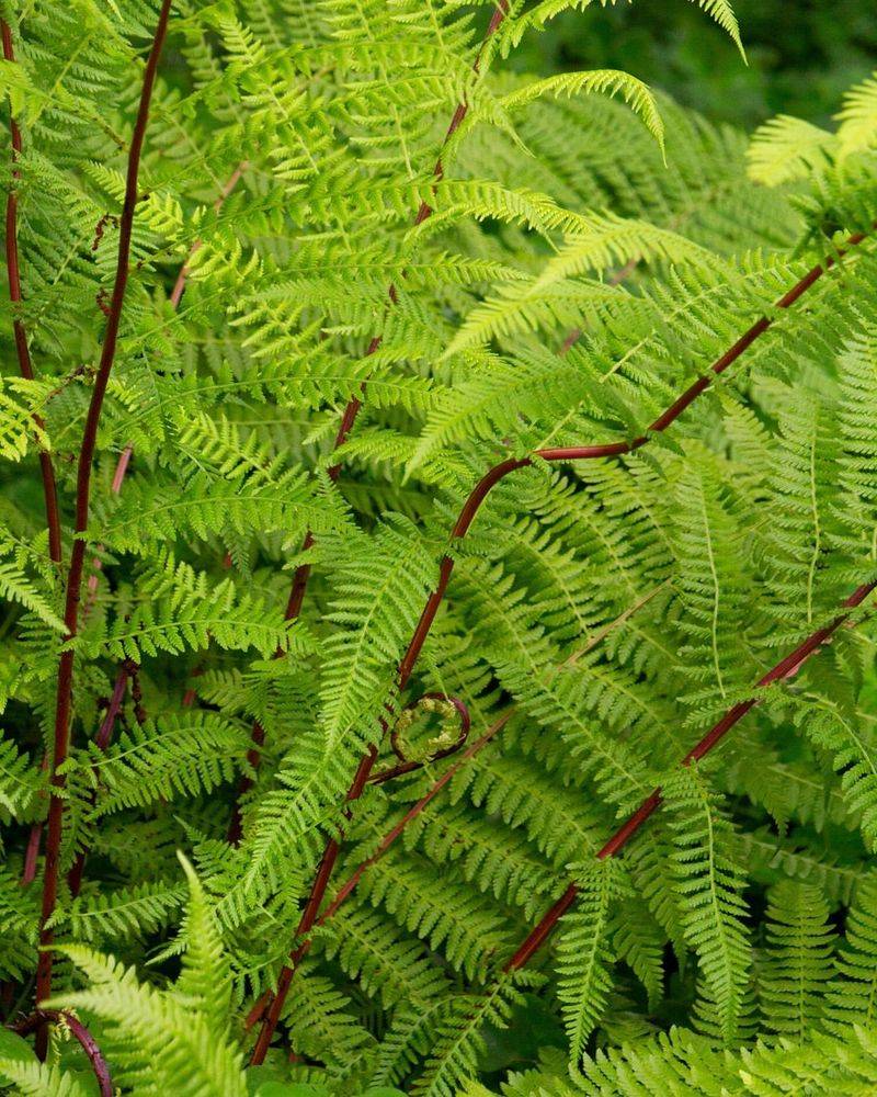 Ferns