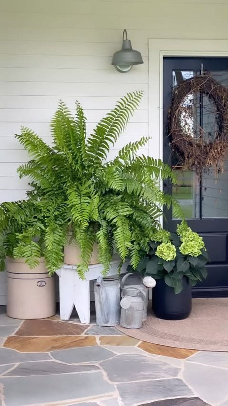 Ferns Galore