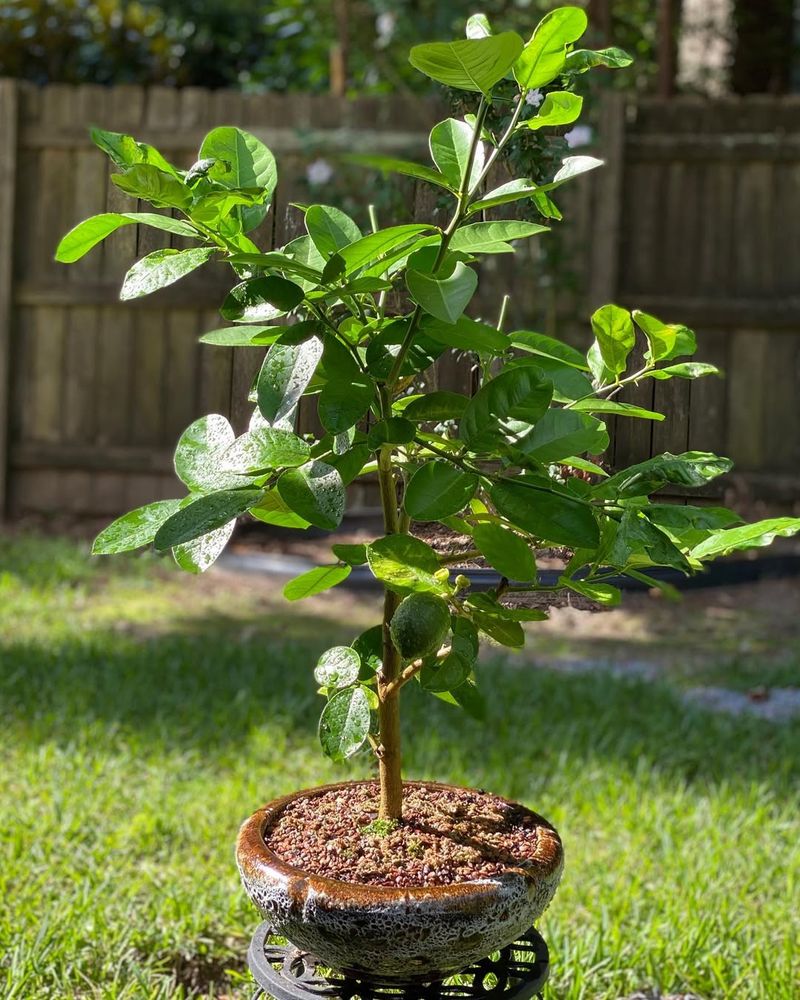 Fertilize Fruit Trees