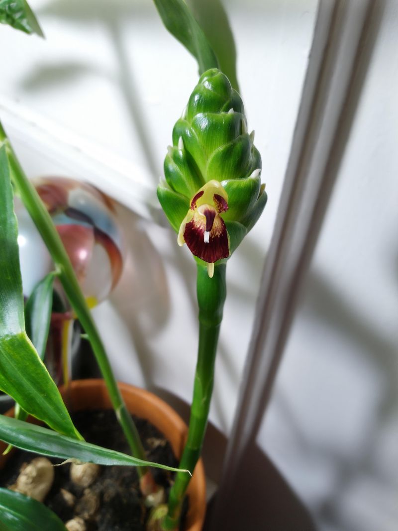 Fertilizing Ginger Plants