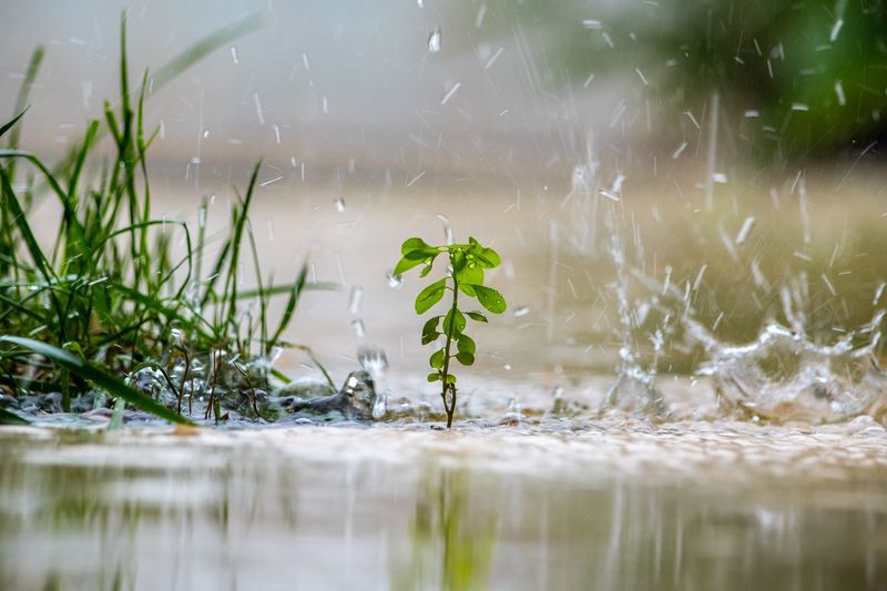 Fertilizing before a heavy rain