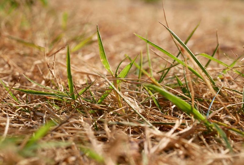 Fertilizing during a drought