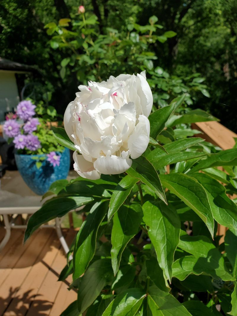 Festiva Maxima Peony