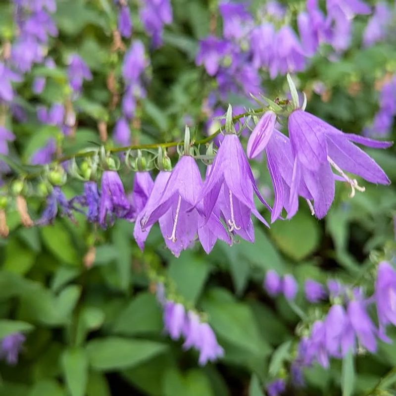 Creeping Bellflower