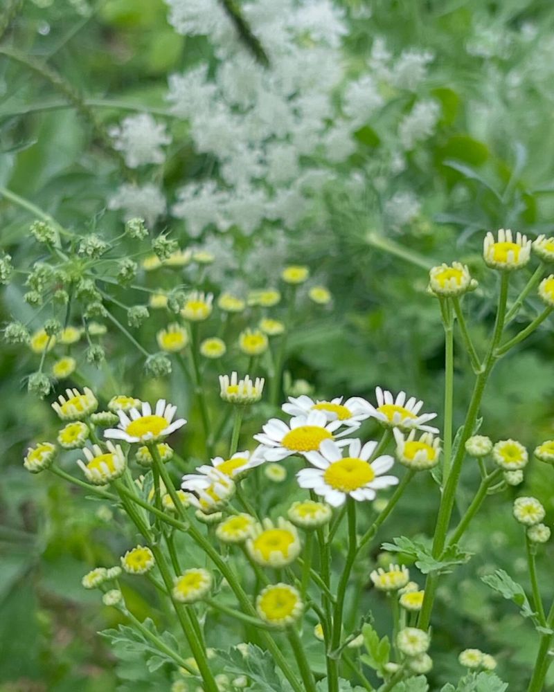 Feverfew