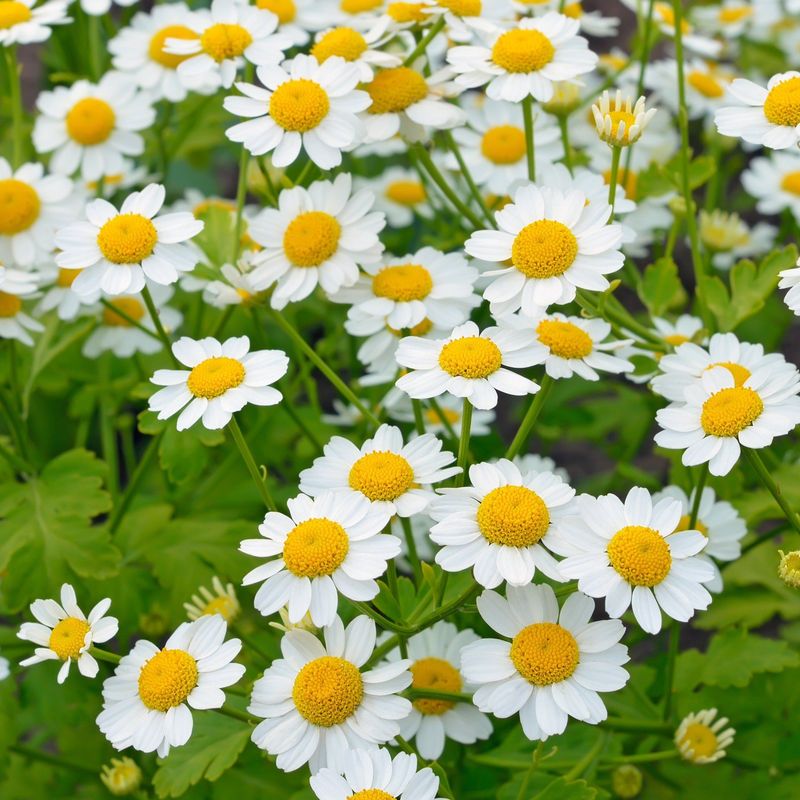 Feverfew