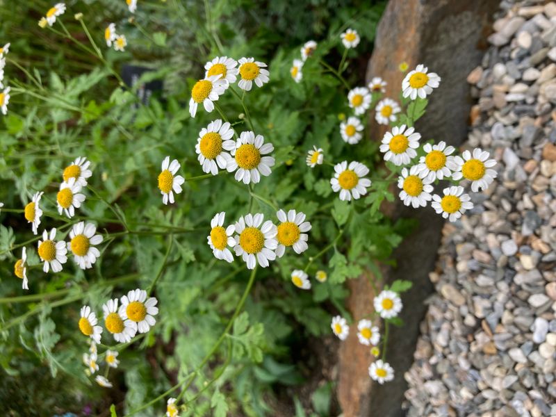 Feverfew