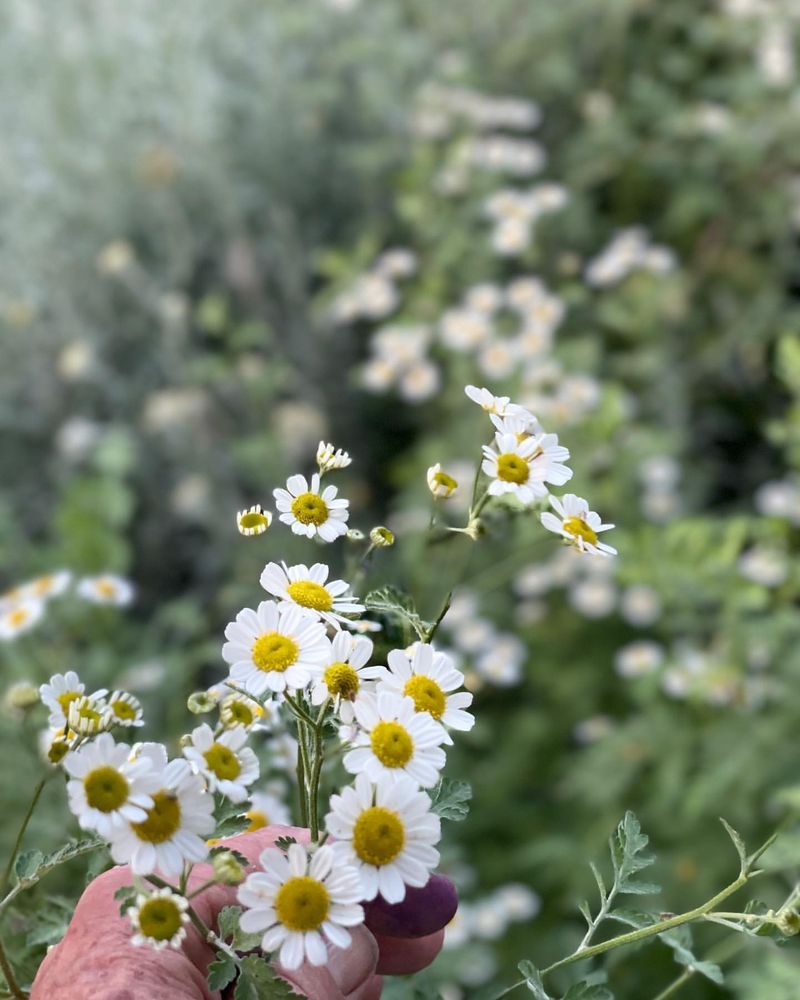 Feverfew