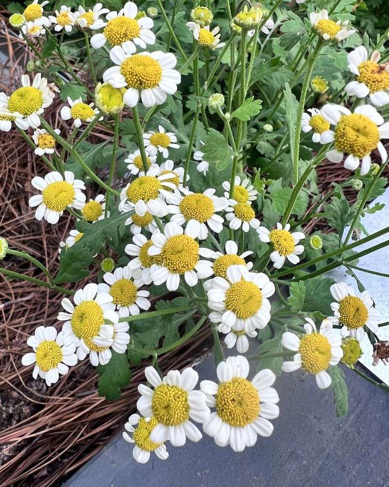 Feverfew