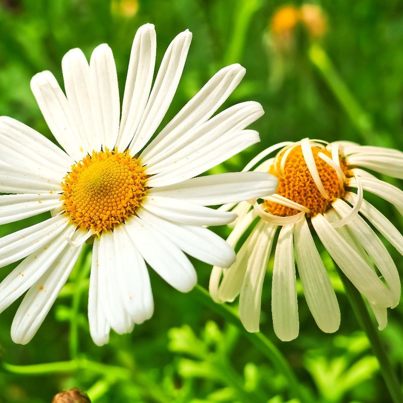 Feverfew