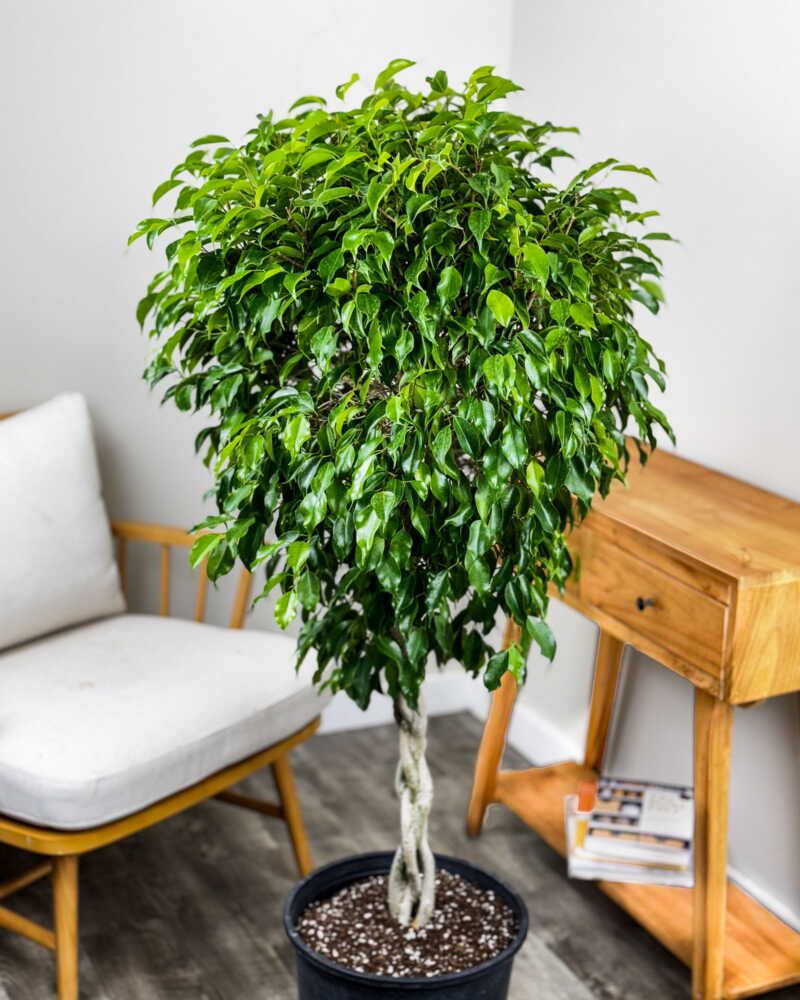 Ficus