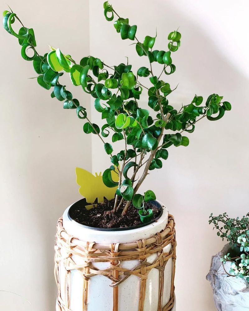 Ficus