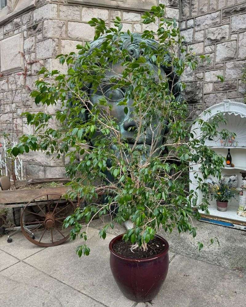 Ficus Benjamina