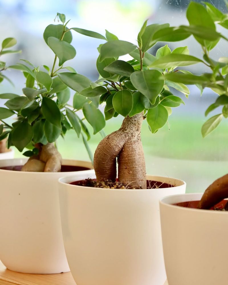 Ficus Ginseng