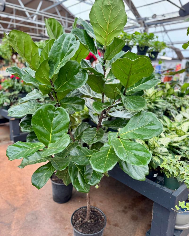 Fiddle Leaf Fig