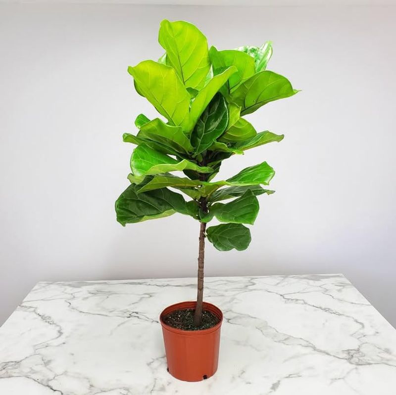 Fiddle Leaf Fig